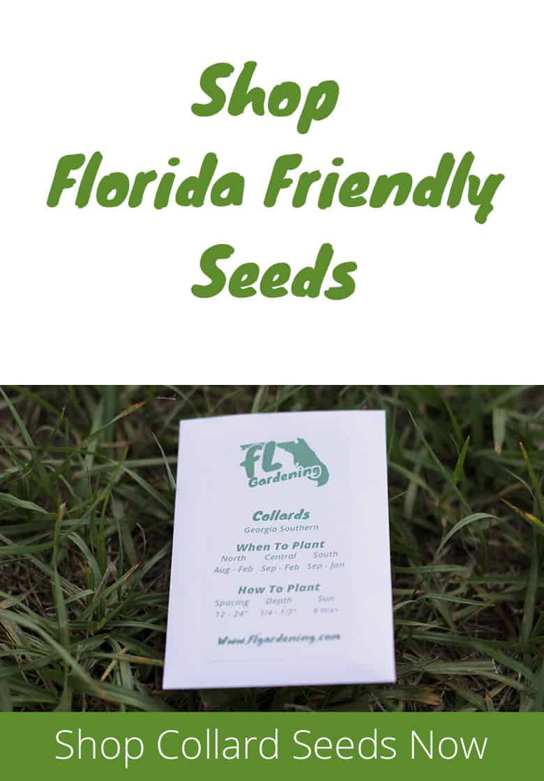 How To Grow Collard Greens In Florida Fl Gardening