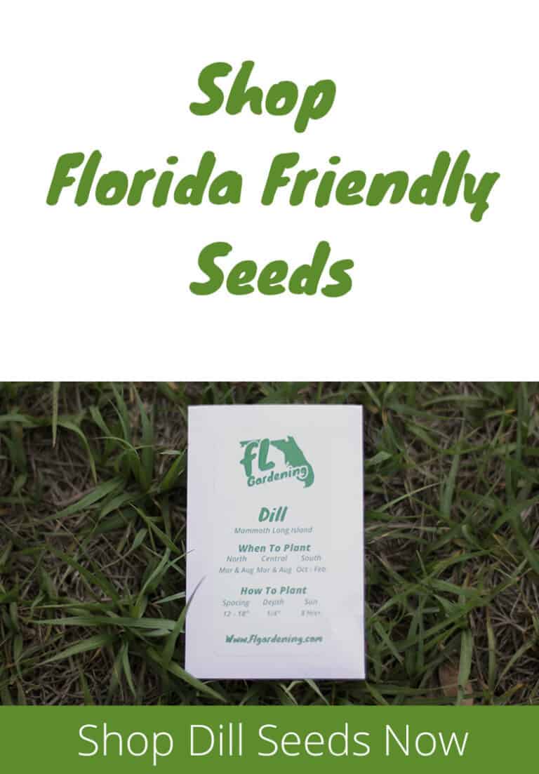 Grow Dill In Florida Fl Gardening