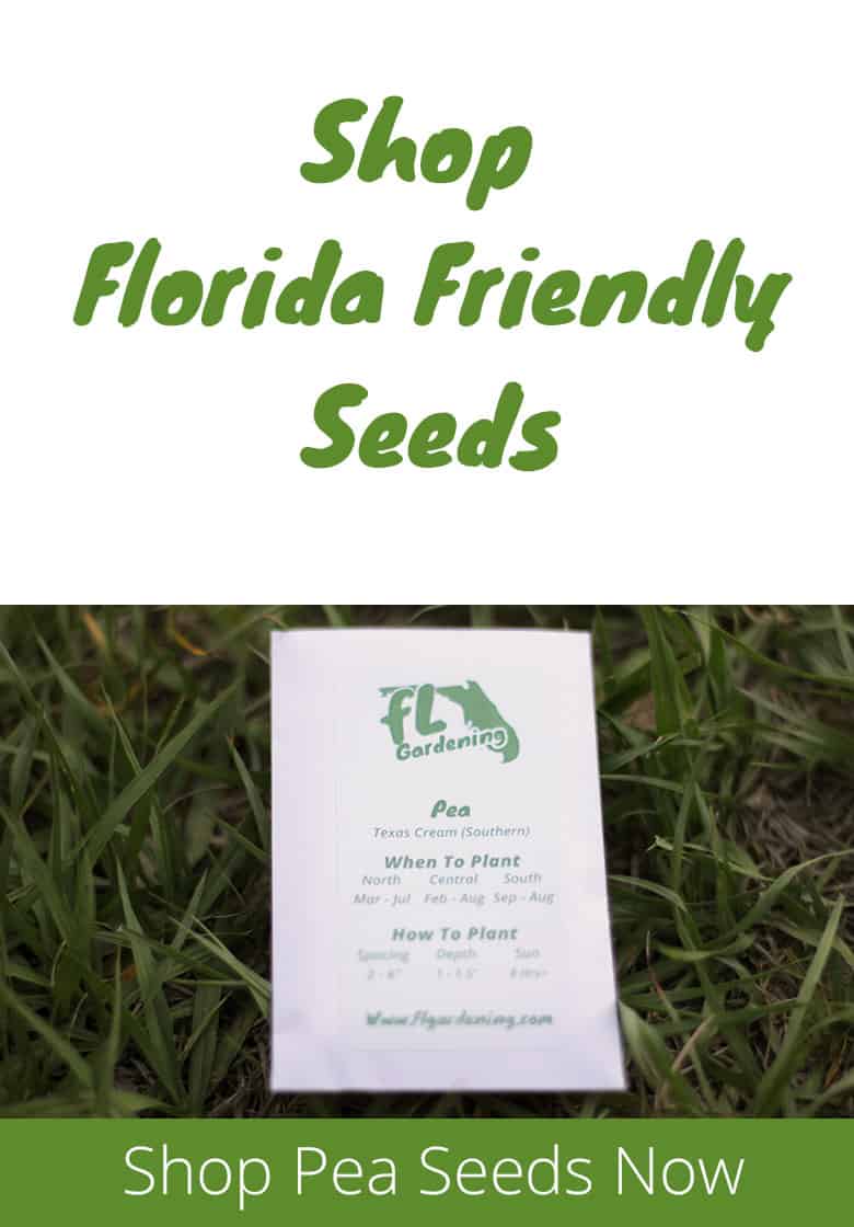 Grow Peas In Florida Fl Gardening