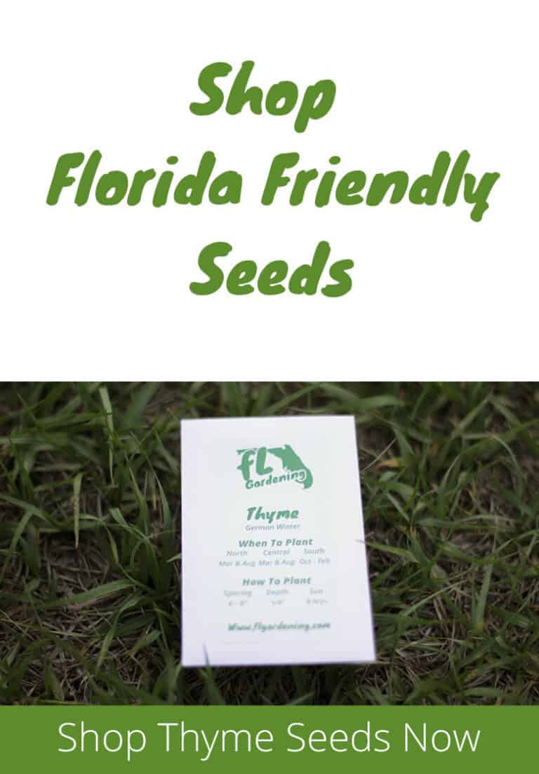 How To Grow Thyme In Florida Fl Gardening