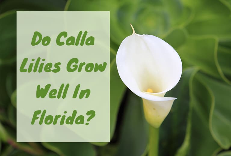Does Calla Lillies Grow in Floruda 